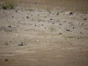 Plomatge críptic, cria bec d'alena, avoceta (Recurvirostra avocetta)