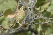 verderola (Emberiza citrinella)