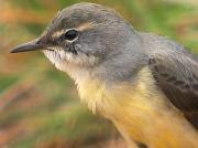 Cuereta torrentera, lavandera cascadeña (Motacilla cinerea)