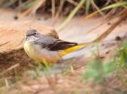 Cuereta torrentera, lavandera cascadeña (Motacilla cinerea)