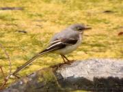 Cuereta torrentera, lavandera cascadeña ( Motacilla cinerea)