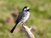 Lavandera blanca, cuereta blanca (Motacilla alba)