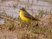 Lavandera boyera, cuereta groga (Motacilla flava)