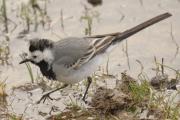 cuereta blanca (Motacilla alba)