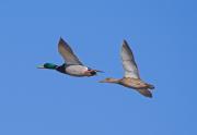 Parelleta volant