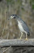 martinet de nit (Nycticorax nicticorax)