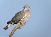 Columba palumbus