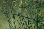 Blauet ( Alcedo atthis )