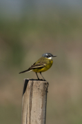 Cuereta groga (Motacilla flava)