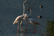 Flamenc ( Phoenicopterus ruber)