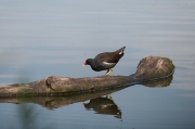 Polla d'aigua (Gallinula chloropus)