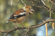 durbec (coccothraustes coccothraustes)