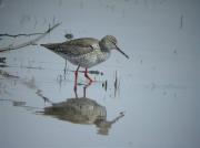 Gamba roja pintada, archibebé oscuro, spotted redshank (Tringa erythropus)