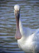 Bec-planer, espátula (Platalea leucorodia)