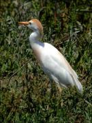 Esplugabous, garcilla bueyera (Bubulcus ibis)