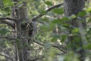 esparver femella (Accipiter nisus)