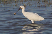 Bec-planer (Platalea leucorodia)(con "pesca" incluida)