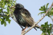 estornell (Sturnus vulgaris)