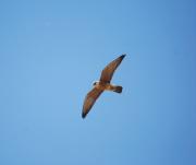 Falcó cama-roig (Falco vespertinus)