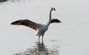 Flamenc (Phoenicopterus ruber)