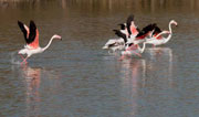 Flamencs iniciant el vol