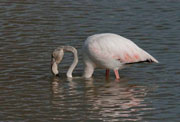 Flamenc (Phoenicopterus ruber)