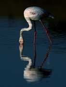 Flamingo - Phoenicopterus ruber