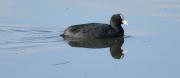 fotja comuna (Fulica atra)