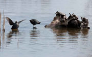 Fotja (Fulica atra) i tortugues