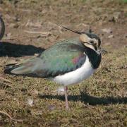 Fredeluga, avefría (Vanellus vanellus)