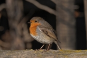 Pit roig (Erithacus rubecola)