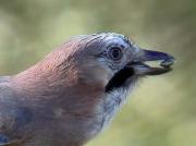 Gaig, arrendajo (Garrulus glandarius)