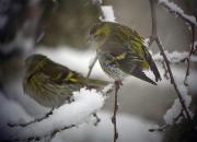 Lluers a la neu