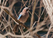 Gaig (garrulus glandarius)