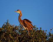 Garza imperial ( Ardea purpurea )