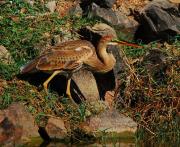 Garza imperial ( Ardea purpurea )