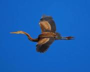 Garza imperial ( Ardea purpurea )