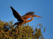 Garza imperial ( ardea purpurea )