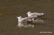 Gavià argentat (Larus cachinanns)