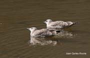 Gavià argentat (Larus cachinanns)