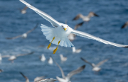 Gavià argentat ( Larus michahellis )