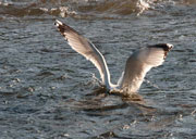 Gavià argentat (Larus cachinanns)