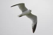 gavina corsa (Larus audouinii)