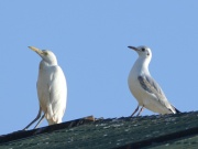 gavina (Larus ridibunds?) i esplugabous (bubulcus ibis)