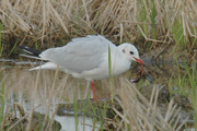 gavina (larus ridibundus)