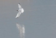 Gavina riallera (Larus ridibundus)