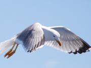 Gavià argentat (Larus Michaellis).