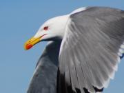 Gavià argentat  (Larus Michaellis).