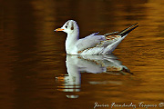 Gaviota Reidora