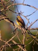 Gratapalles mascle, escribano soteño (Emberiza cirlus)